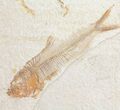 Pair Of Diplomystus Fossil Fish - Wyoming #56458-2
